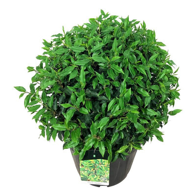 Portugese laurier bollen en bolvormen